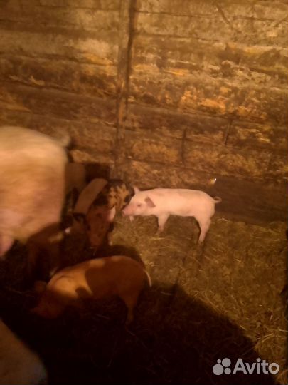 Поросята и тёлка