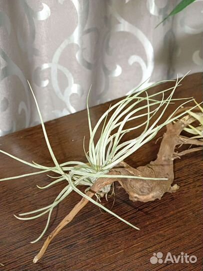 Тилландсия (Tillandsia)