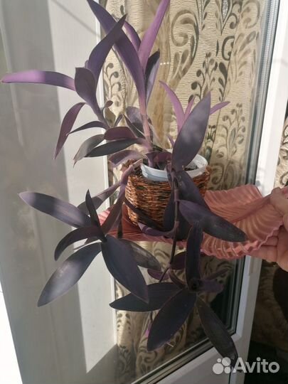 Сеткреазия