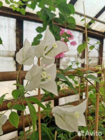 Бугенвиллия