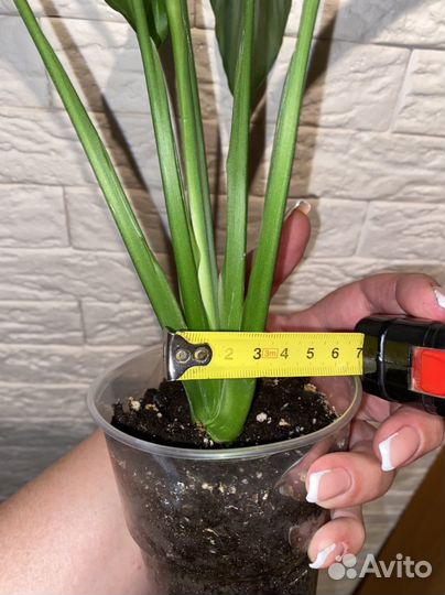 Женское счастье