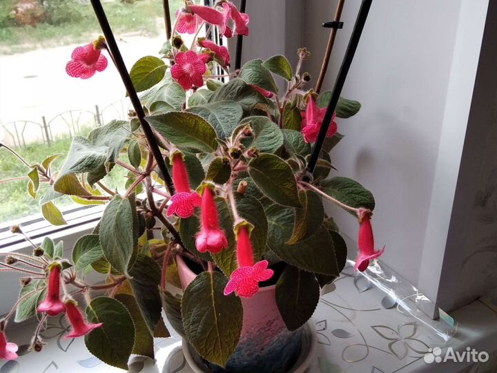 Колерия цветущая