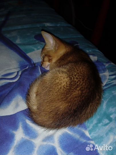 Абиссинский котенок
