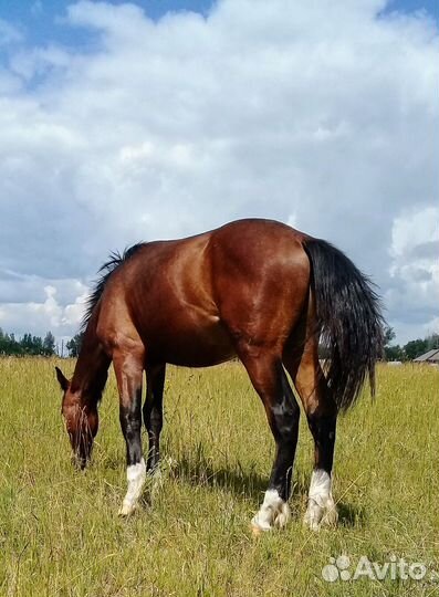 Лошадь жеребята