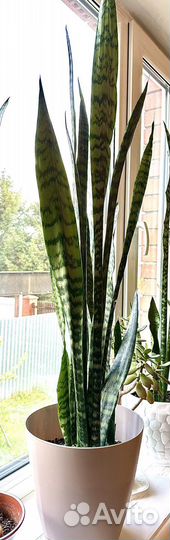 Комнатные растения цветы