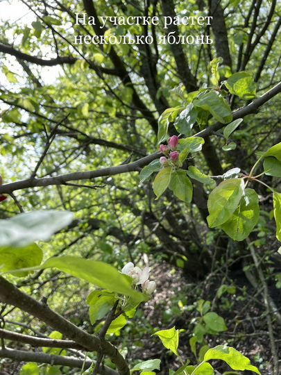 Участок 41 сот. (ИЖС)