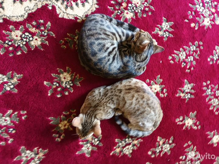 Бенгальские котята в добрые руки