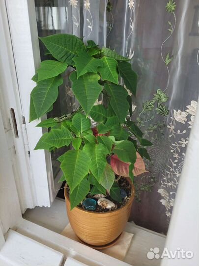 Цветы комнатные. Разные