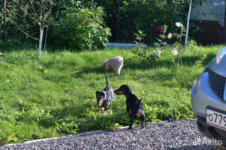 Передержка собак (частный дом)