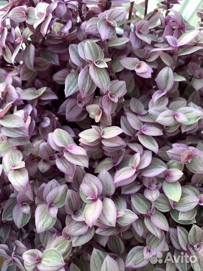 Каллизия розовая пантера, розовые цветы для дома