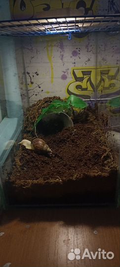 Улитки ахатины