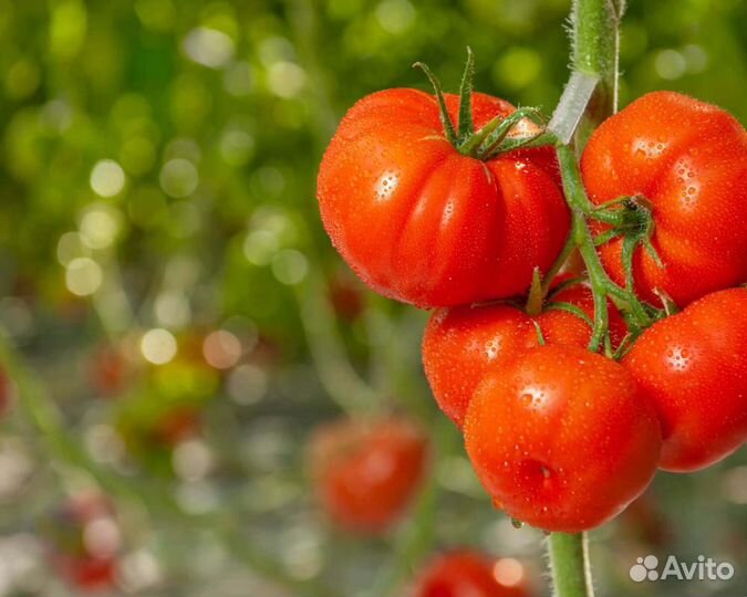 Семена Томата 