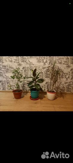 Комнатные цветы