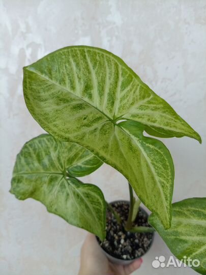 Сингониум батерфляй, пеперомия