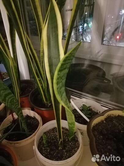 Сансевьерия и другие цветы