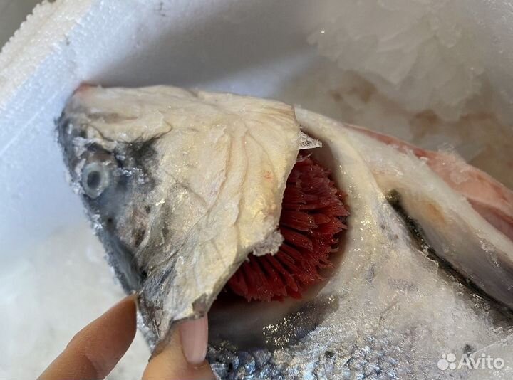 Семга и Форель. Охлажденный Лосось, Мурманск