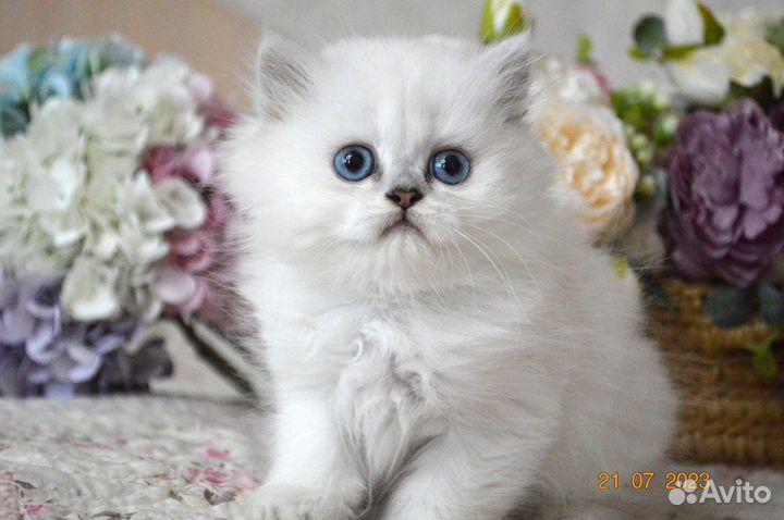 Британские котята
