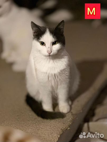 Котики из приюта