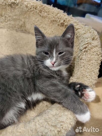 Котенок в добрые ручки