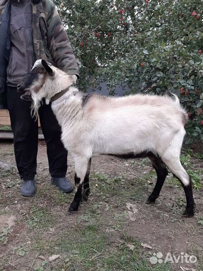 Козел (племенной)