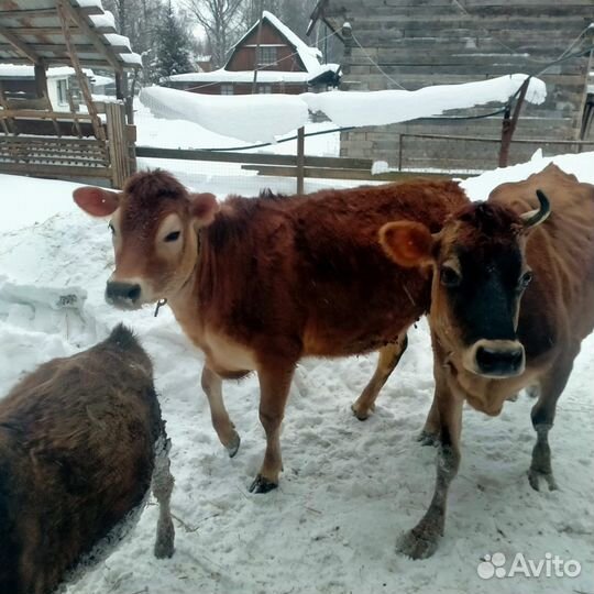 Джерсейская корова нетель