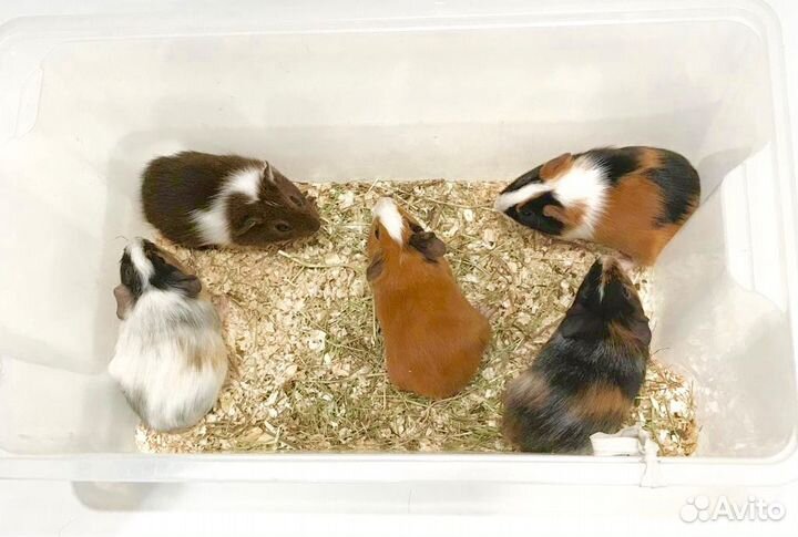 Морские свинки, перуанские, розетки, гладкие