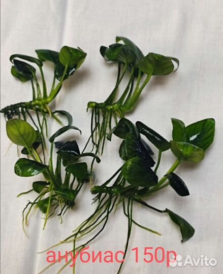 Рыбки и растения для аквариума