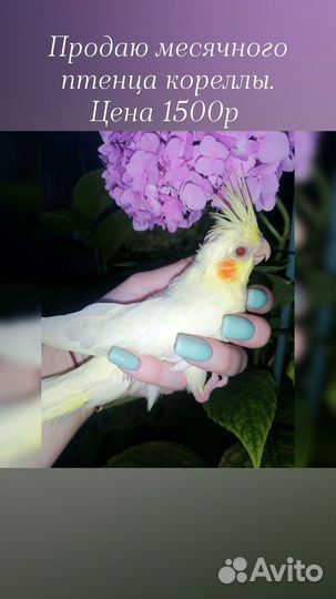 Попугай карелла птенцы