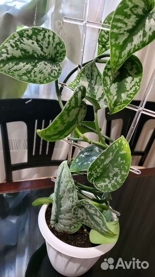 Сциндапсус Пиктус Треби