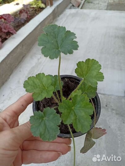 Гейхеры, Бруннера