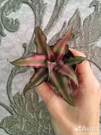 Пеперомии, аспарагусы, филодендроны, суккуленты