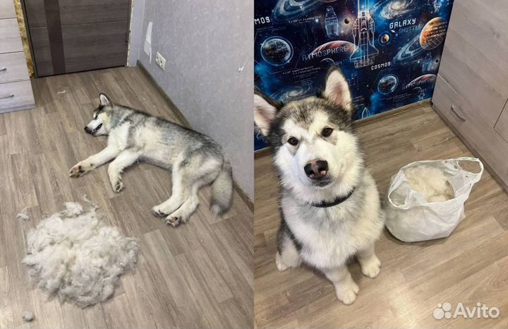 Услуги кинолога