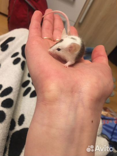 Декоративные мыши