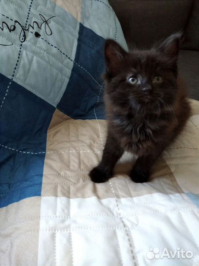 Котёнок