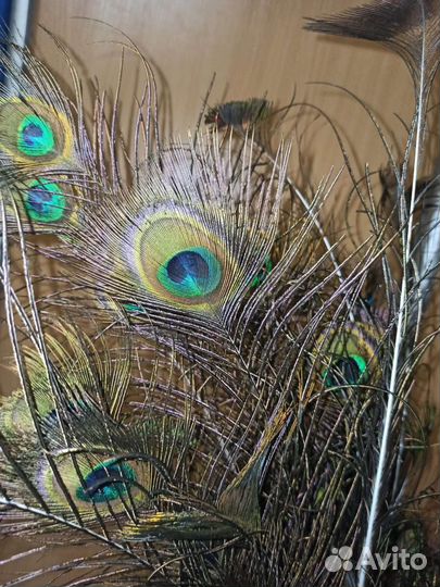 Павлиньи перья