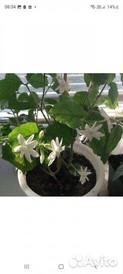 Комнатный жасмин самбак