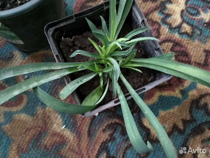 Гвоздика ампельная