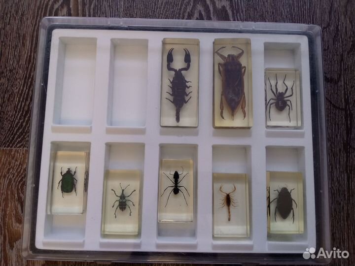 Насекомые в эпоксидной смоле