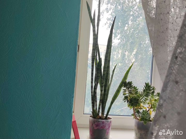 Сансевиерия щучий хвост