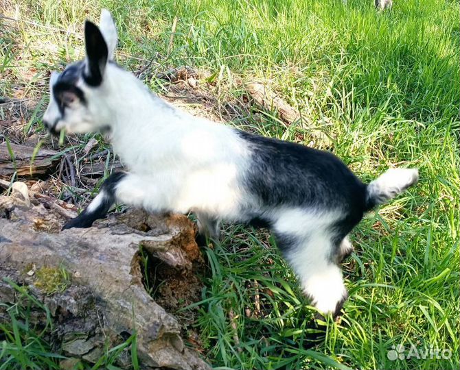 Продается Альпийский козлик на племя