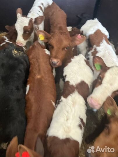 Отменные телята бычки с доставкой на транспорте