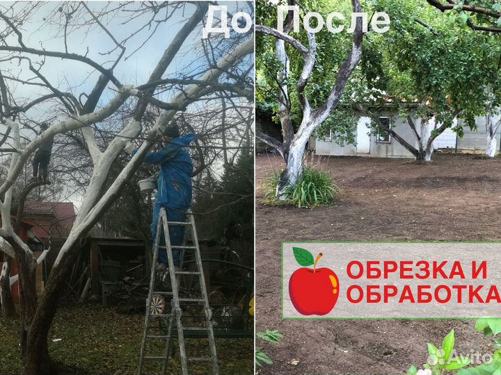 Обрезка плодовых деревьев