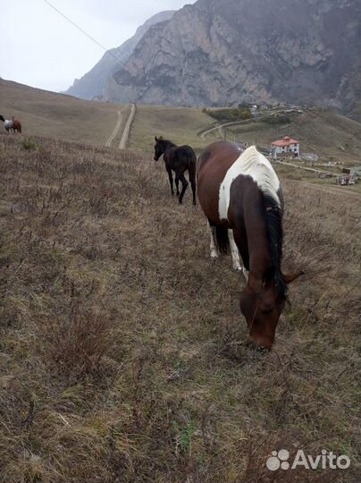 Два жеребёнка