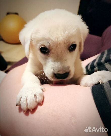 Щенки Лабрадора Ретривера