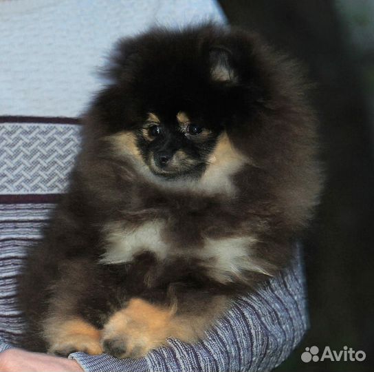 Щенок шпица