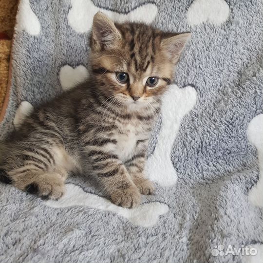 Шотландские котята