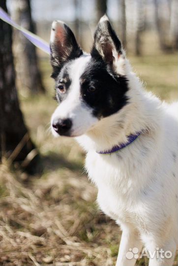 Молодой Мустанг страдает в приюте