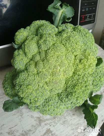 Рассада Капусты брокколи, цветная