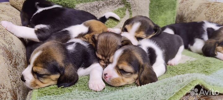 Щенки бигля