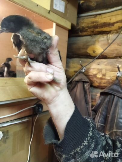 Молодые петушки породы Маран